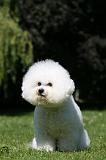 BICHON FRISE 557